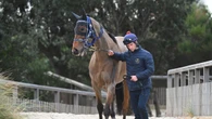 Connections get $200k silver lining after star horse gets pulled