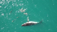 Whales and dolphins friendships caught on camera