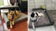 ‘Super comfy’ orthopedic dog bed drops to under $60 at Amazon Australia