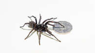 Super-sized funnel-web spider discovered in Newcastle