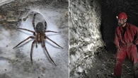 Arachnophobes beware: World’s largest spider web discovered