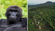 Why these gorillas just made history