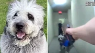 Shocking moment dog shot by cops during call about screaming woman