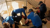 Dramatic rescue of young seal saved from canal after shark bite