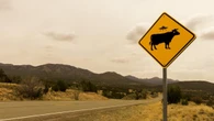 Australia’s cattle mutilation mystery