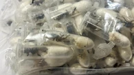 More than 1000 tarantulas found in sponge cake boxes