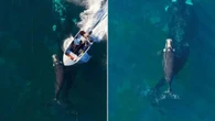 Moment whale and calf hit by speedboat captured on camera