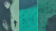 ‘Hundreds and hundreds’ of sharks seen close to shore at popular tourist island