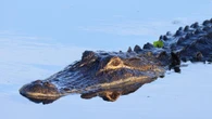 Horror as man killed by massive croc in front of holidaymakers