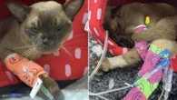 Kitten survives full washing machine cycle