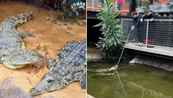 Major health update for toddler allegedly thrown into croc enclosure