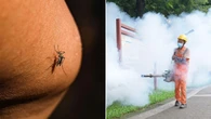 Mozzie virus ripping through China prompts COVID-style response