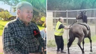 Trainer banned for punching horse denies whipping another animal