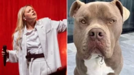Tones and I slapped with fine after pet bulldog kills cavoodle