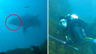 Divers Tim and Andy were stalked by a great white shark. What they did next saved their lives