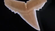 The ocean is getting more acidic, and it could affect sharks’ teeth