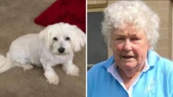 Tragic end in search for 84-year-old missing with dog Bindi - as beloved pet’s final ‘comforting’ act revealed