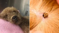Tick paralysis crisis sparks urgent warning to pet owners