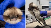No laughing matter: Kookaburra saved from choking on litter