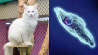 How your cat could be making you blind
