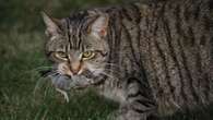 Controversial culling effort to tackle feral population