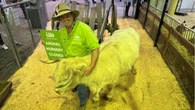 Behind closed barn doors: when the Ekka’s cuddliest stars clock off