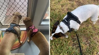 Amazon Australia’s number one bestselling ‘no-pull’ dog harness drops to under $30
