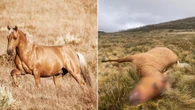 Fears of mystery shooter as two brumbies shot away from cull