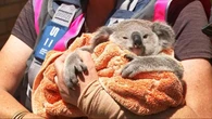 Lucky escape for one koala as another suffers a prickly detour
