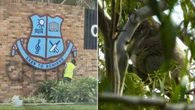 Tree clearing halted at private school after koala found