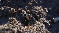 Fire ants found in NSW after escaping Queensland hidden in ‘treated turf’