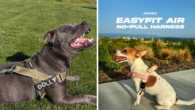 ‘Impressive’ no-pull dog walking kit shoppers swear by now 30 per cent off