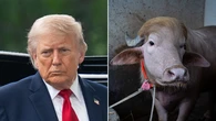 ‘Trump’ buffalo spared from Eid sacrifice after going viral