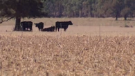 Fuel weary farmers brace for another looming threat