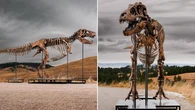 Mystery budder buys T-rex for eyewatering sum
