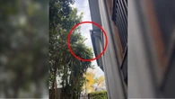 Can you spot what's lurking in the trees next to this Aussie home?