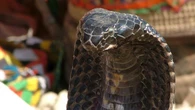 Venomous cobra on the loose in European town terrifies residents