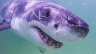 Incredible findings come out of Aussie ‘shark-resistant’ wetsuit study