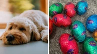 Did your pet get into your stash of Easter eggs? Here’s what you need to do