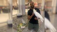 Cockatoo finally freed after being trapped in Sydney Coles for a month