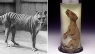 The Tasmanian tiger could soon roam the wild again. Here’s how