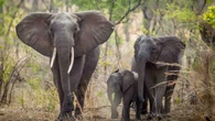 Urgent review underway after charging elephant kills two women