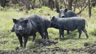 Farmers plead for help with ‘exploding’ feral pig population