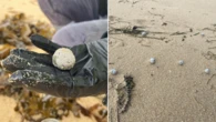 Source of mysterious debris balls washing up on beaches revealed