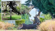 Horror after little girl crushed by tree propped up by pole