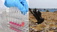 Bird flu spread to Australia’s mainland was just ‘a matter of time’