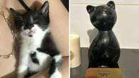 Adelaide family ‘baffled’ over shocking cat cremation mix-up