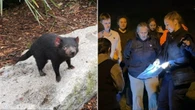 Promising clues as hunt for runaway Tassie devil enters day four