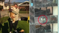 Heartwarming update for corgi ‘isolated alone for months’ on apartment balcony
