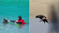 Man’s close call with flu-infected seabird